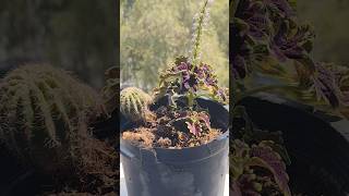 Newly Grown Coleus from a Cutting 😍 [upl. by Thaxter383]