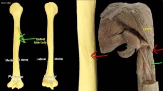 Osteology of the humerus [upl. by Cristobal]