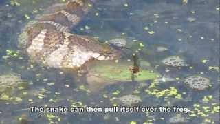 Northern Water Snake Eating BIG BULLFROG [upl. by Laddie]