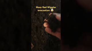 Mass red wiggler evacuation 🤯 shorts vermiculture farming gardencompost entertainment [upl. by Timothee984]