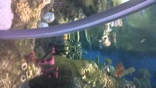 Fakieh Aquarium Jeddah [upl. by Nonnah]