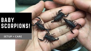 New Pets  Baby Asian Scorpions Heterometrus spinifer [upl. by Anitnoc848]