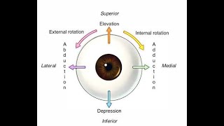 Extra Ocular muscle in short [upl. by Fen75]