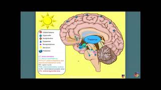 Confusional Status  Neurology Course [upl. by Haimerej]