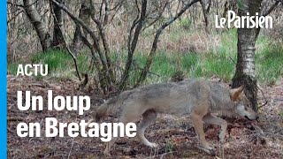 Un loup aperçu dans le Finistère une première depuis un siècle [upl. by Oakes]