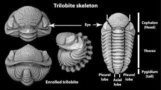 MECANISMOS DE LA EVOLUCIÓN BIOLÓGICA [upl. by Heady]