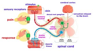 The Peripheral Nervous System Nerves and Sensory Organs [upl. by Isiad]