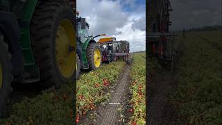 Tomato 🍅 Harvester 190  Made By Pik Rite Inc USA  farming shorts [upl. by Prudi]