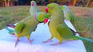 Indian Ringneck Parrot Compilation [upl. by Gretchen]