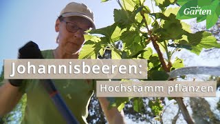 Johannisbeeren Hochstamm richtig pflanzen  MDR Garten [upl. by Salisbury]