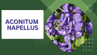 Aconitum Napellus  Materia Medica  Homoeopathy  MateriaMedicaSpotlight [upl. by Sherwynd]