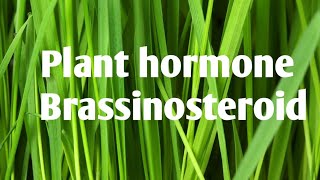 Plant physiology 🪴  Plant hormone introduction  Brassinosteroid  BIOSYNTHESIS  Functions [upl. by Burris452]