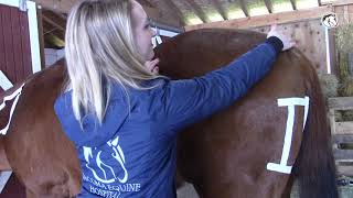 How to Give a Horse an IM Injection [upl. by Maude]