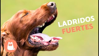 Perros LADRANDO FUERTE 🐶🔊 Mira cómo REACCIONA tu PERRO [upl. by Lidaa]