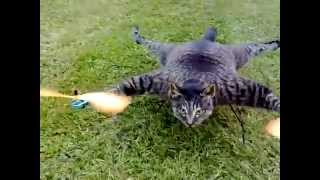 Stuffed Cat Hellicopter  Quadcopter [upl. by Phebe]