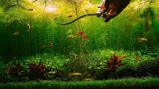 Aquarium Plants  Trimming  Pogostemon Erectus [upl. by Charlena]