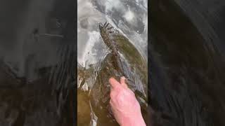 Terrigal lagoon session solid fish🤙🤘 flathead fish [upl. by Qifahs]