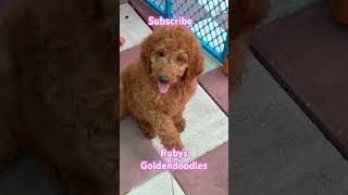 Beautiful Redapricot goldendoodles labradoodles goldendoodlepuppy goldendoodle labradoodlepuppy [upl. by Celeski]