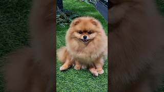 как же хочется pekingese pets dogs собака puppy cute dog animals шпиц funny [upl. by Goldi]