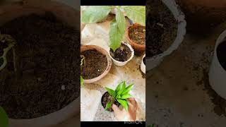 easy to grow song of India  giloy [upl. by Carol590]