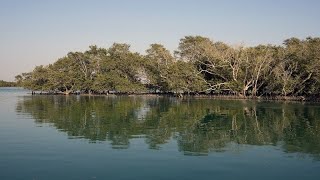 Changement climatique  50 des écosystèmes de mangroves menacés [upl. by Petromilli764]