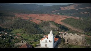 Monocultura de eucalipto Quinta da Boiça Penela Portugal abril de 2024 [upl. by Snider558]