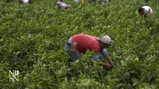 NJ farmworkers sue for minimum wage overtime rights [upl. by Butterfield105]