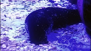 クロナマコ Black sea cucumber、Lollyfish Holothuria Halodeima atra [upl. by Conti]