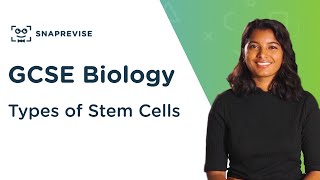 Types of Stem Cells  91 GCSE Science Biology  OCR AQA Edexcel [upl. by Redwine]