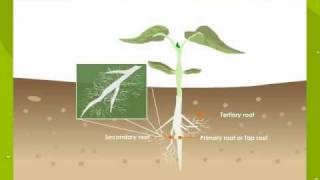 Parts Of A Flowering Plant [upl. by Care]