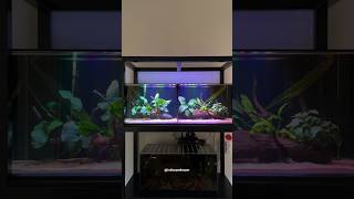 Snakehead fish tank upgrade🐍⬆️ aquarium fish shorts pets [upl. by Steinke]