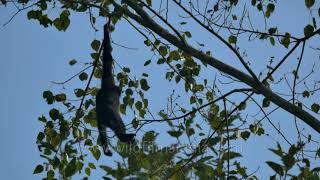 Did you know that brachiation or swinging from branch to branch is unique to Hoolock Gibbons [upl. by Yesnnyl]