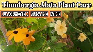 Thunbergia Alata plant care and propagation Blackeyed Susane vine shade loving flowering plant [upl. by Dorolice664]