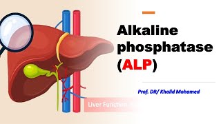 Alkaline Phosphatase ALP alp liverdisorders وظائفكبد [upl. by Arondel]