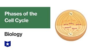 Phases of the Cell Cycle  Biology [upl. by Notneiuq896]