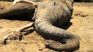 An elephants life has ended  Sheldrick Trust [upl. by Dex]