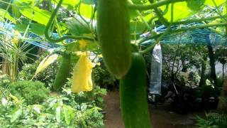 AQUAPONICS MALAYALAM CHERAI [upl. by Cull]