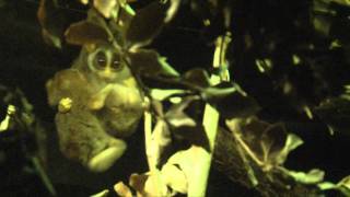 Grey Slender Loris family wake up after dark [upl. by Hobey]