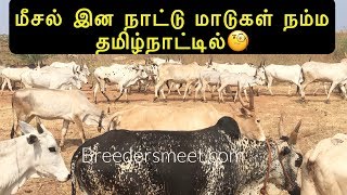 மீசல் நாட்டு மாடுகள் நம்ம தமிழ்நாட்டில்  Meesal cow in Tamilnadu [upl. by Buttaro]