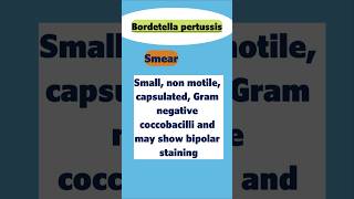 Bordetella pertussis biology bacteria [upl. by Ainecey]