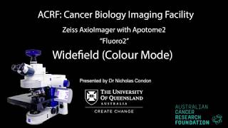 8 Zeiss AxioImager with Apotome Training  Fluoro2  Widefield Colour Mode [upl. by Trelu616]