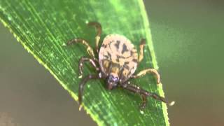 フタトゲチマダニ Haemaphysalis longicornis [upl. by Anastasio]