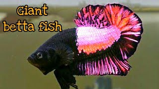 Ultimate Guide to Giant Betta Fish Care Tips Tank Setup and Breeding [upl. by Giffer]