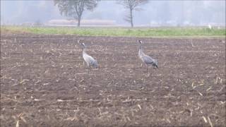 Common Cranes Grus grus in Diepholz Germany [upl. by Amyaj]