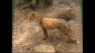 Steckbrief Natur Teil 13 Fuchs Dachs [upl. by Southard661]