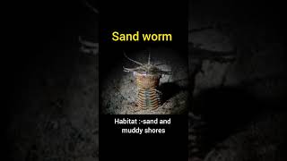 Sand worm classification and commentary quot Nereis SP quot دودة الرمال marine shorts [upl. by Zina603]