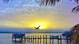 Siesta Key Live  Relaxing Sounds of Calm Waves and Island Life [upl. by Nylloh]