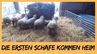 Die ersten Schafe kommen in den Schafstall  DEICHVLOG 34 [upl. by Bluh256]