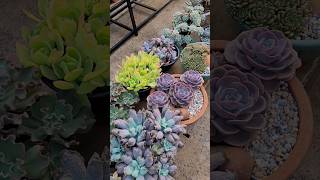 Compre seu fertilizante 👇🏻suculentas plantas echeveria jardim [upl. by Ranitta774]