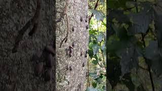 Spotted Lanternfly Infestation [upl. by Lilla]